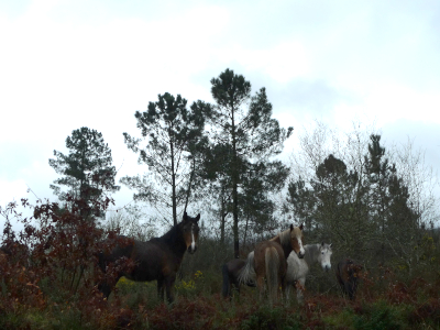 Caballos salvajes junto a la carretera que va a Barciademera