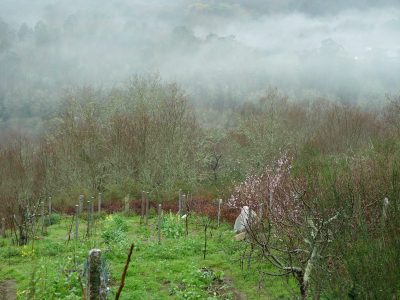 Paisaje con frutales, montañas y niebla en Covelo