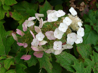Hortensia blanca con dos tipos de pétalos, unos pequeñísimos y otros redondeados