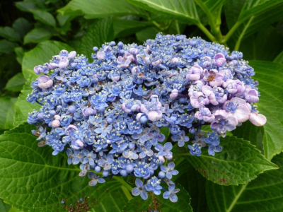 Hortensia con los pétalos en forma de cuenco y diversos colores en la gama de los azules y fucsia